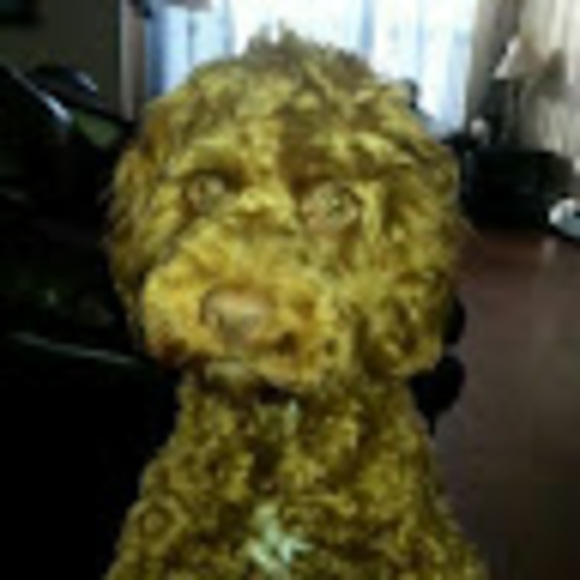 Meet your Posher, Clcurrie - Picture 1 of 1